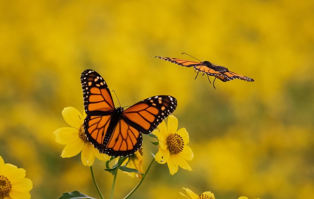 Two monarch butterflies among golden flowers