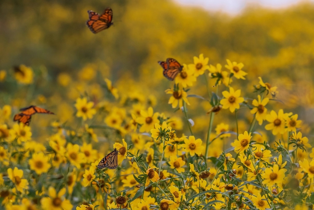 Monarch butterflies gathering in a field of yellow flowers